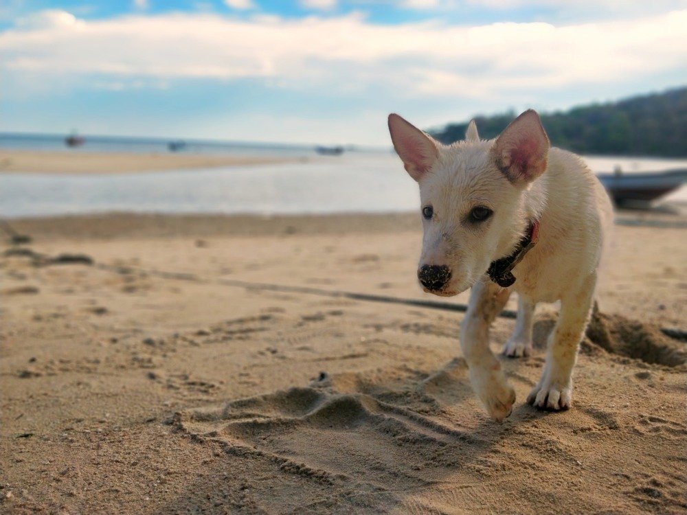 Dog at the beach