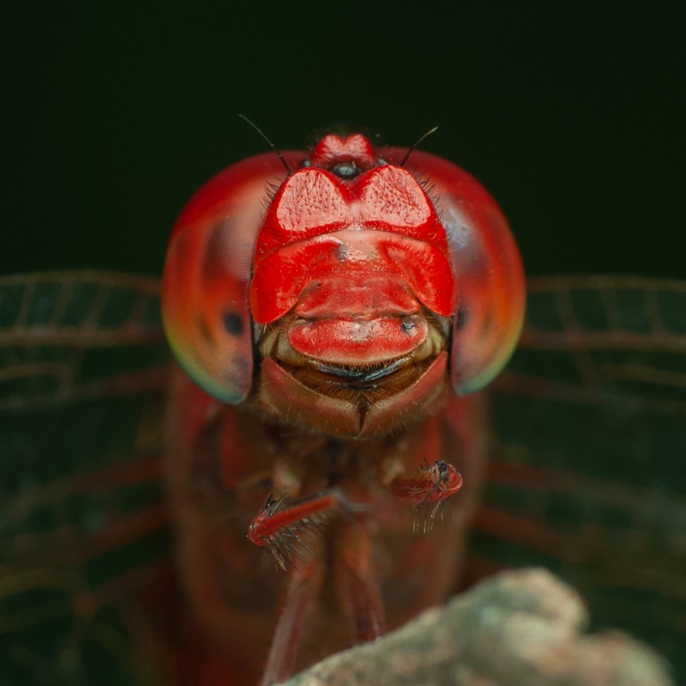 Red dragonfly