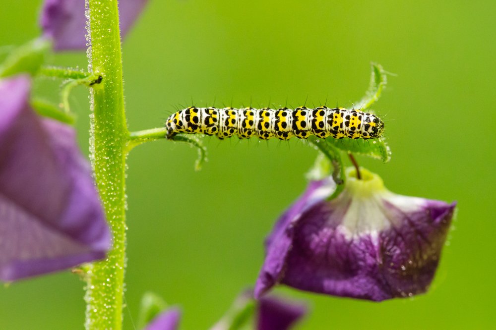 Caterpillar