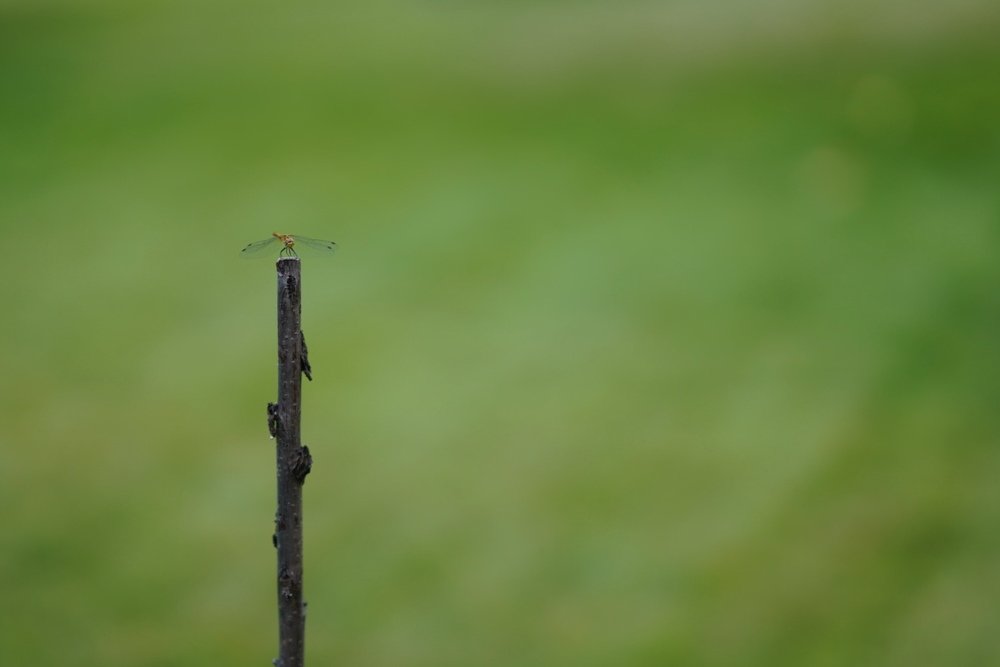 Beauty fly