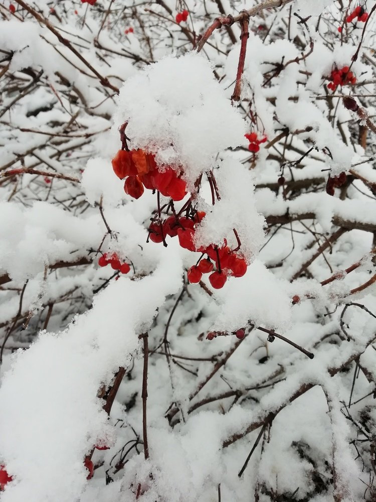 Калина под снегом