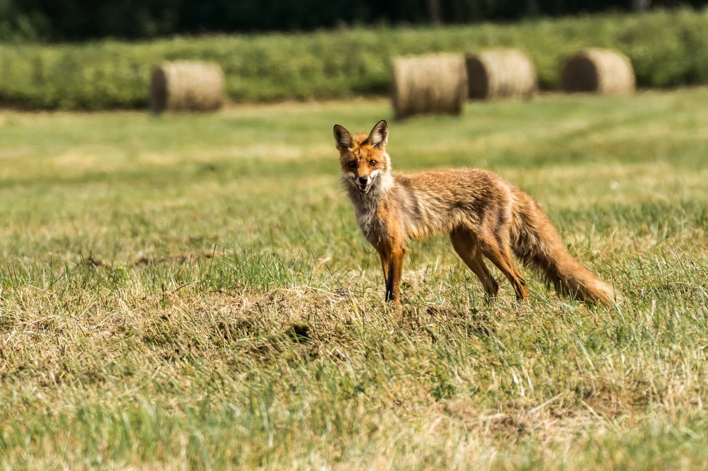 Photograph by Vitalijs