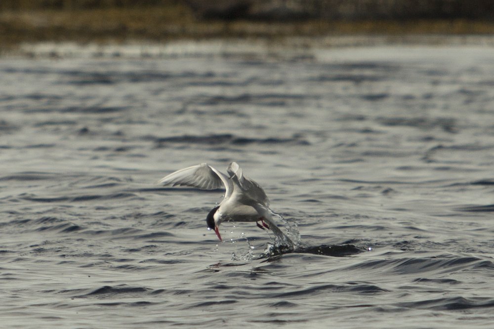 artic tern