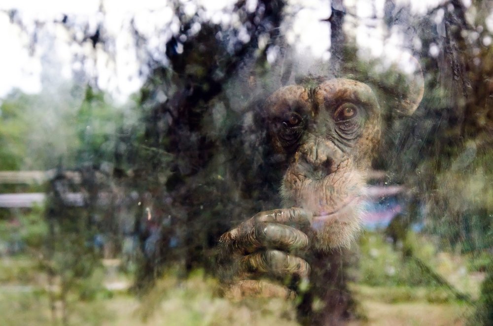 За стеклом\Вehind the glass. Kharkiv, Ukraine, Eco-Park
