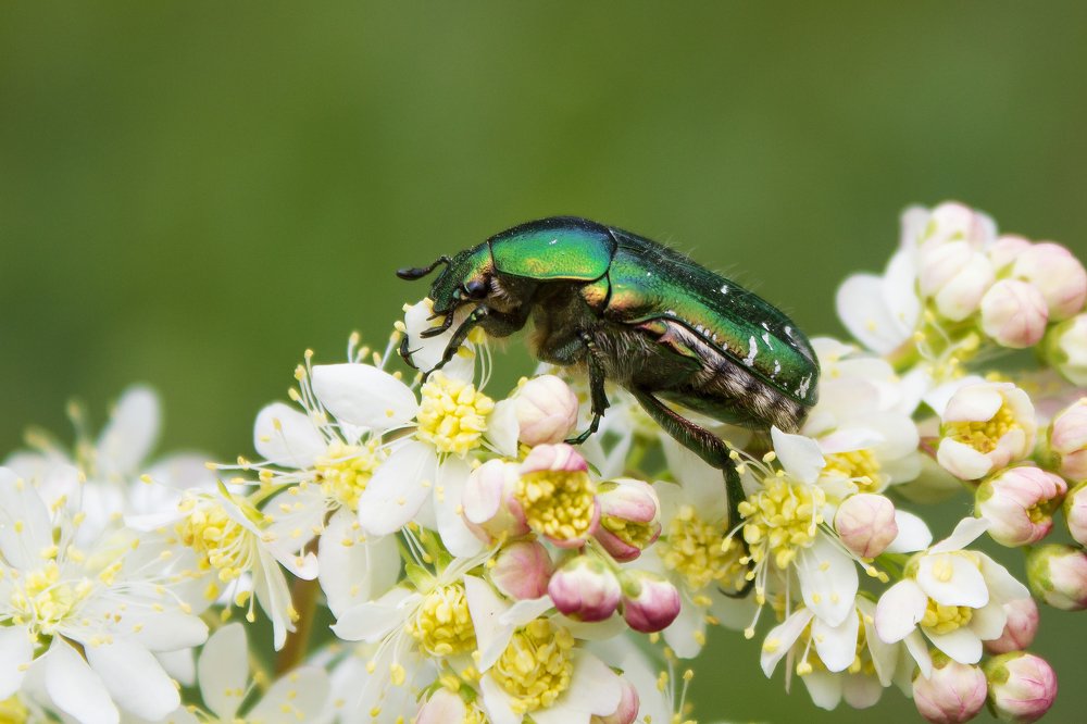 Кувандыкский жук