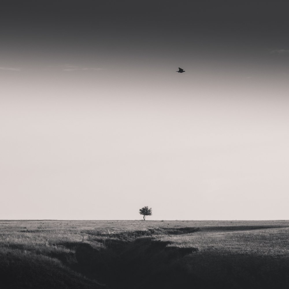 про дерево у оврага