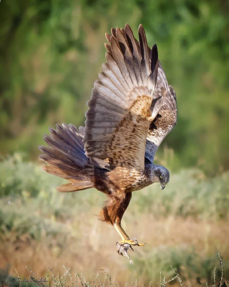 Western Marsh Harrier