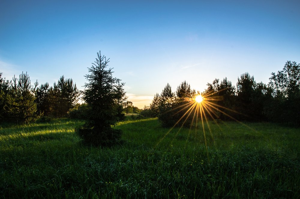 Вечер в лесу...