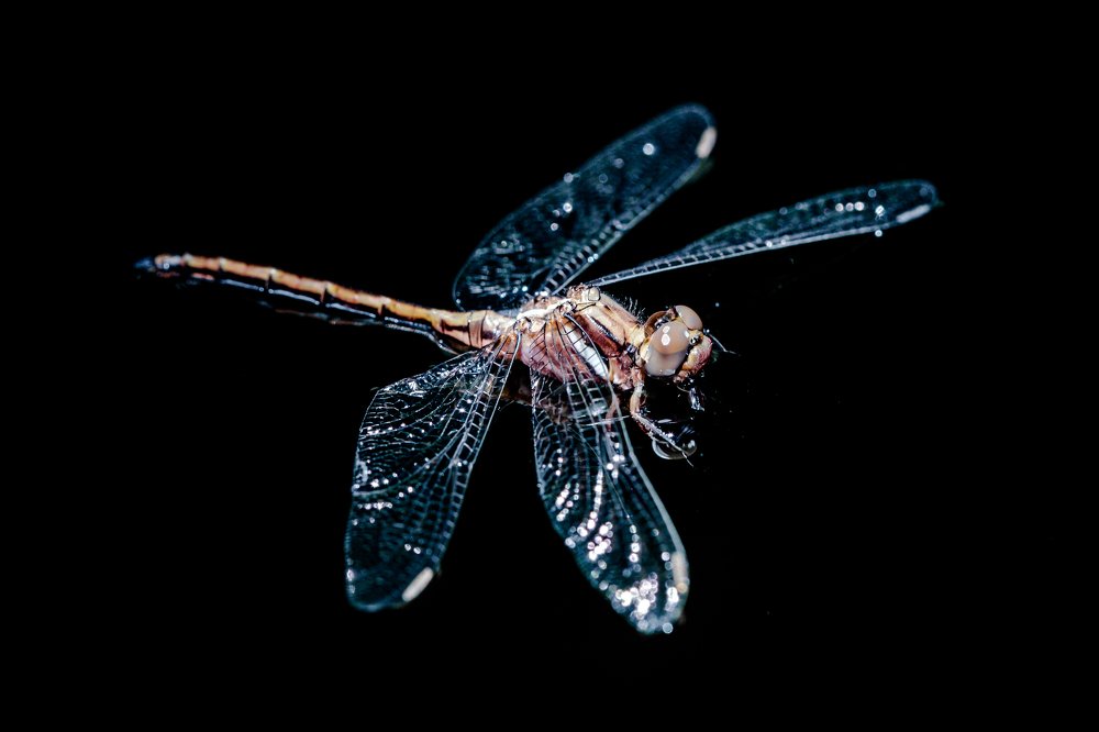 Dragonfly