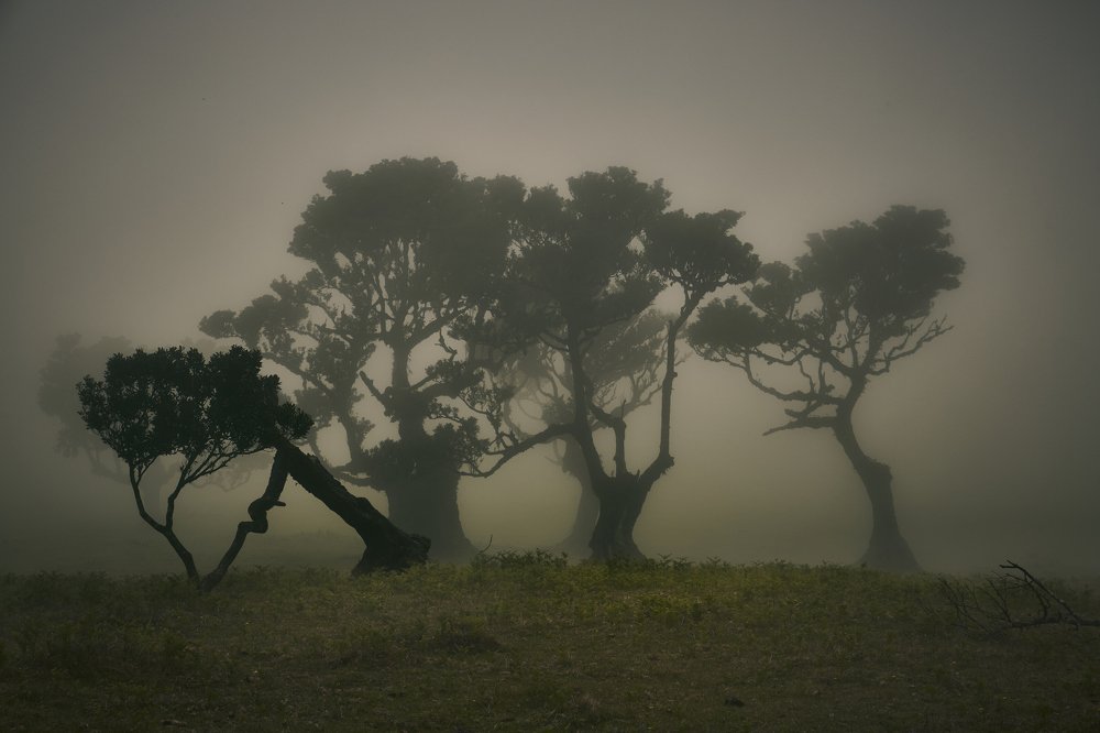 Туманное безмолвие