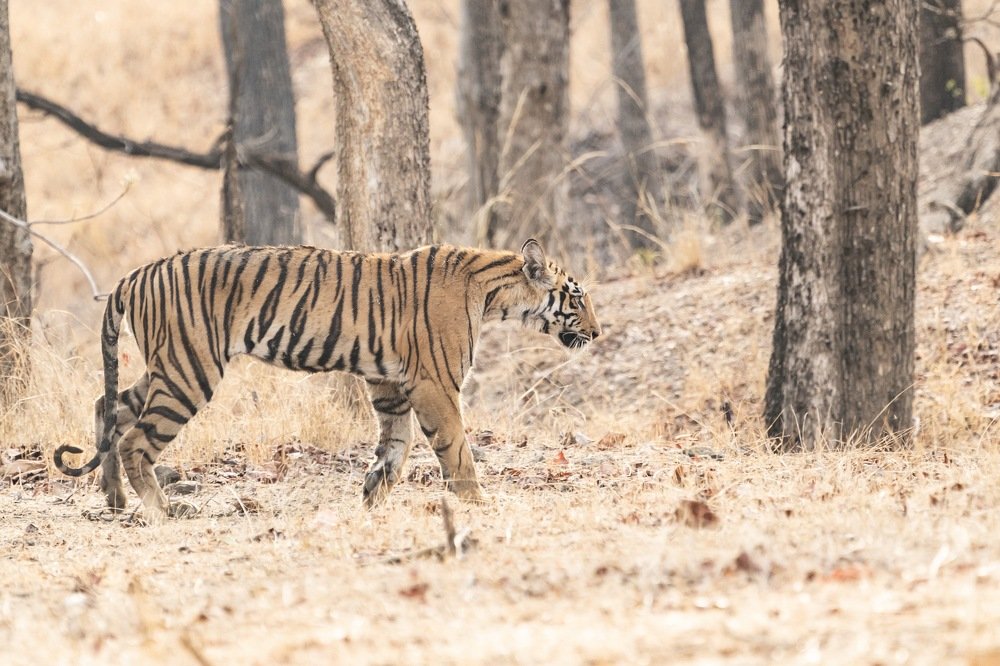 Subadult tiger on the prowl