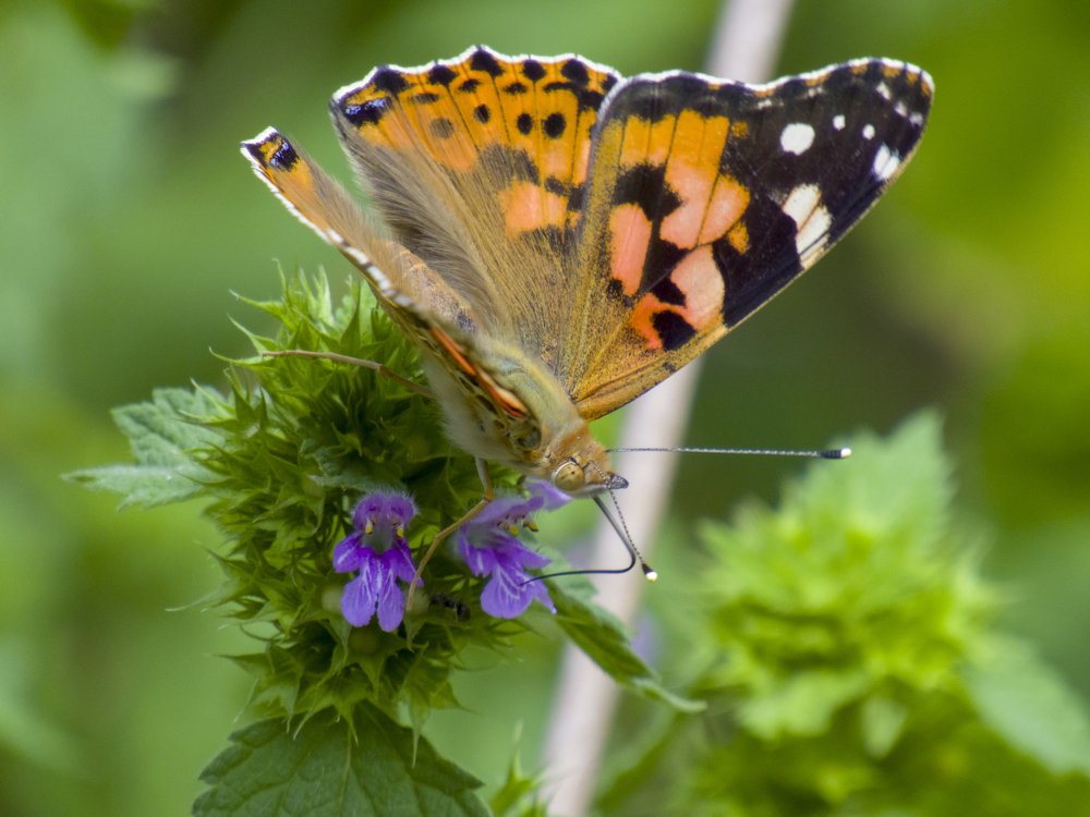 Black-orange butterfly