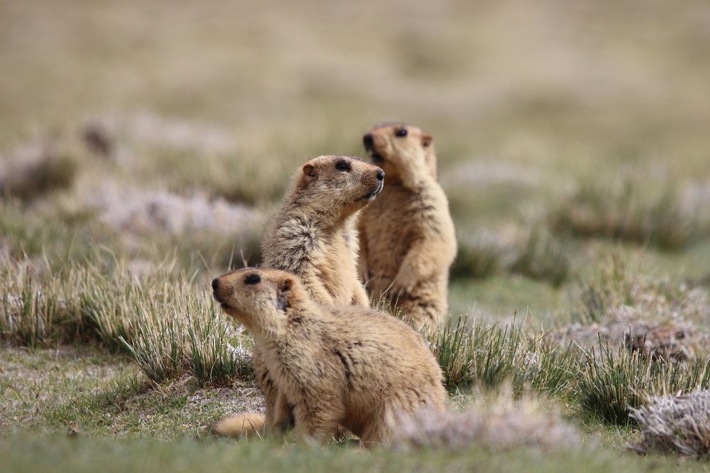 Two is company, Three is FAMILY