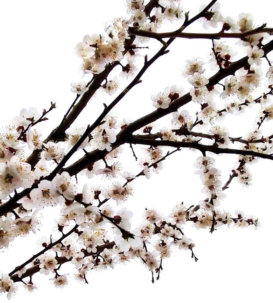 Японские мотивы