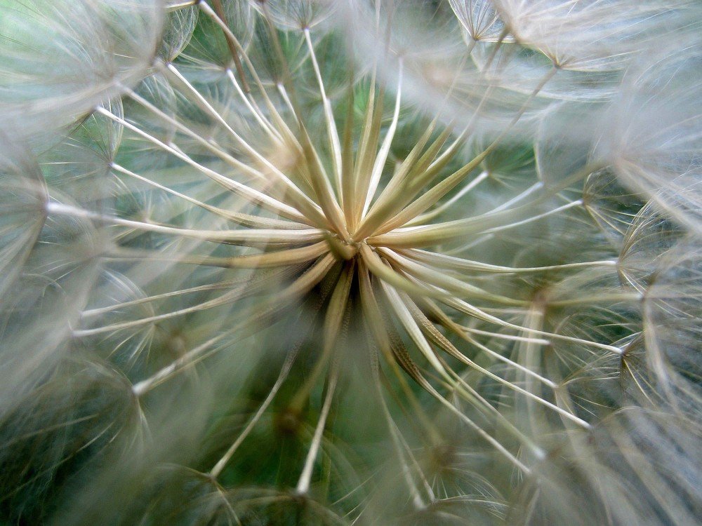 Летний одуванчик