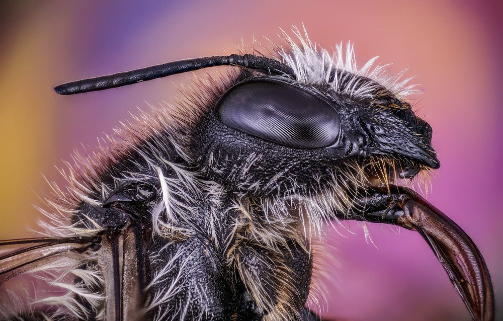 макро портрет