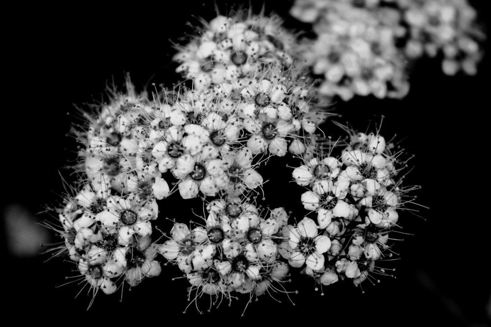 Черно белые цветы