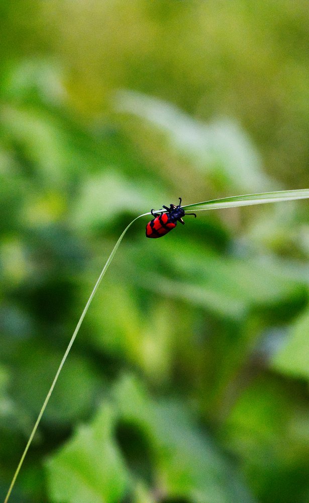 Living style in nature
