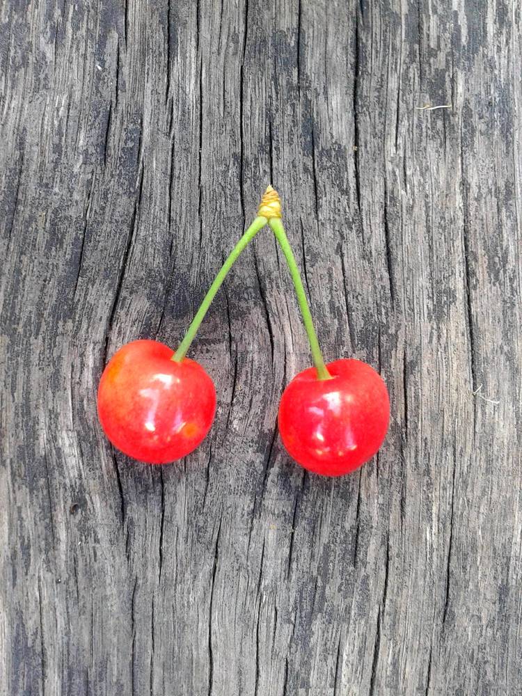 Photograph by Helen Seleznova