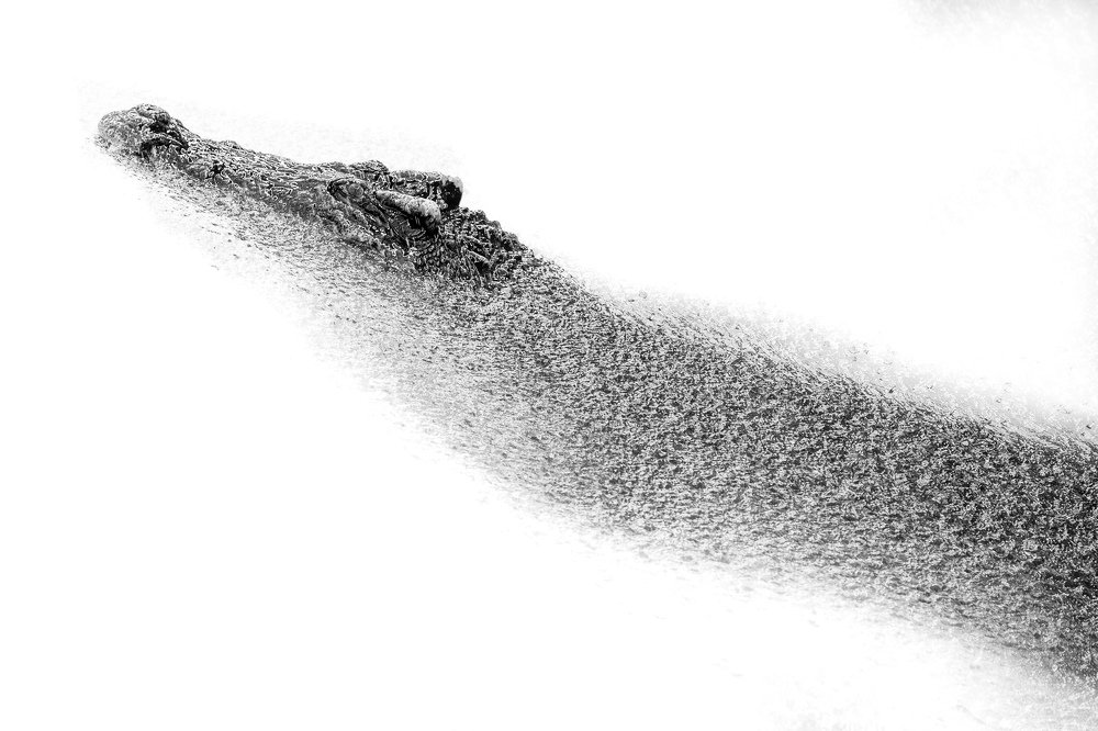Black and white crocodile