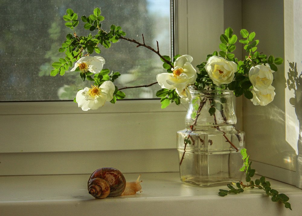 шла улитка...