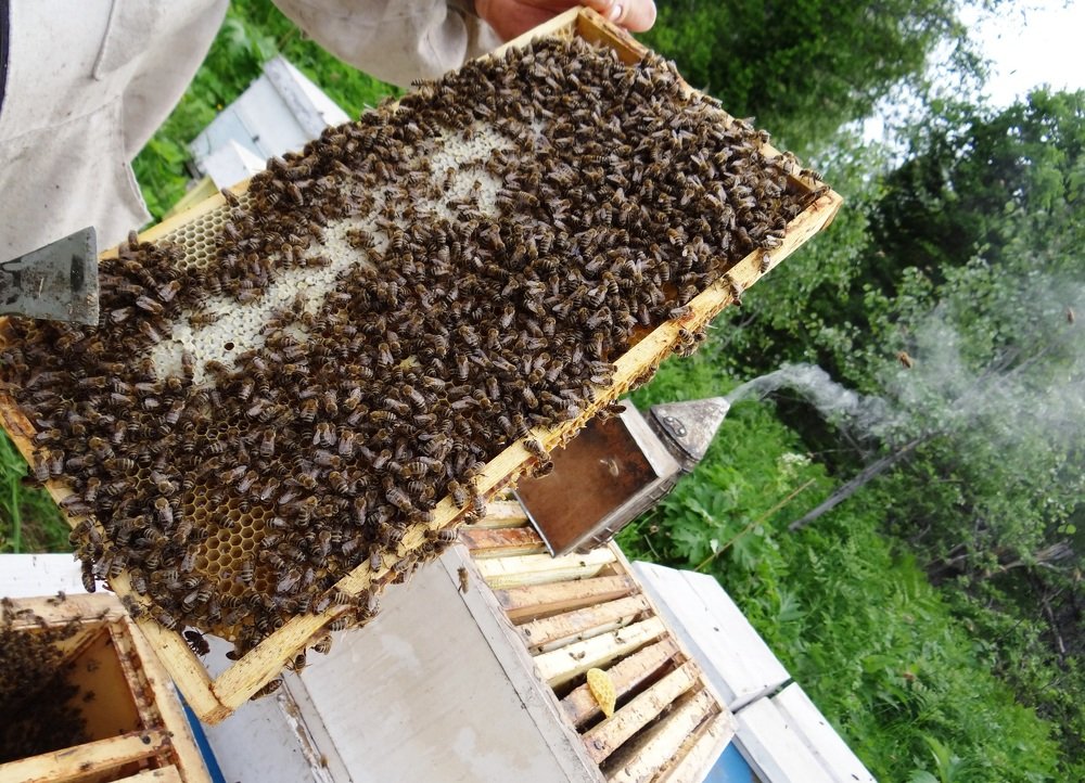 Жизнь на пасеке
