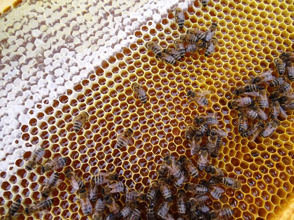 Жизнь на пасеке