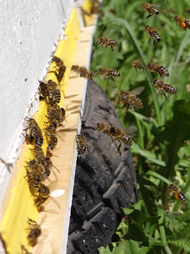 Жизнь на пасеке