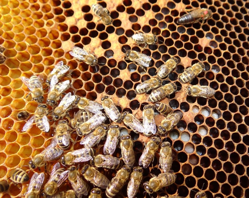 Пчелиный расплод