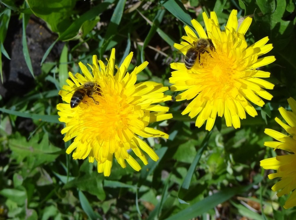 Синхронный взяток