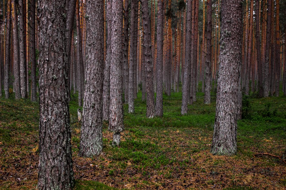 Сумрачный лес