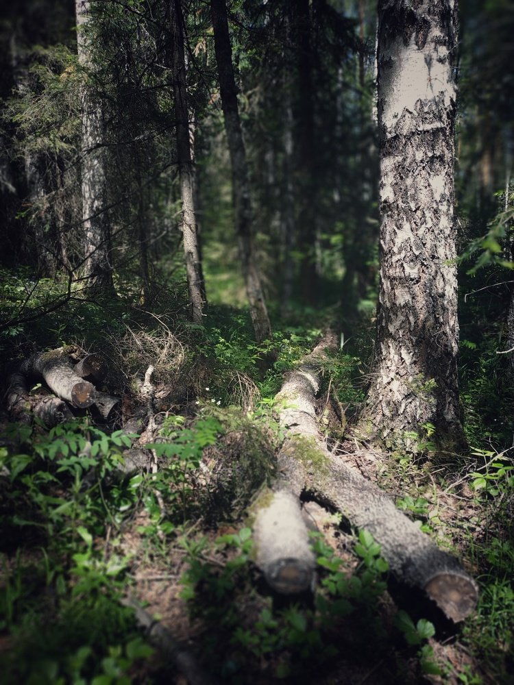 Dark forest