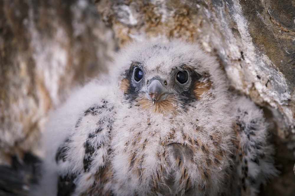 Птенец сапсана в гнезде