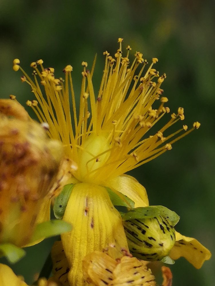 Цветы зверобоя