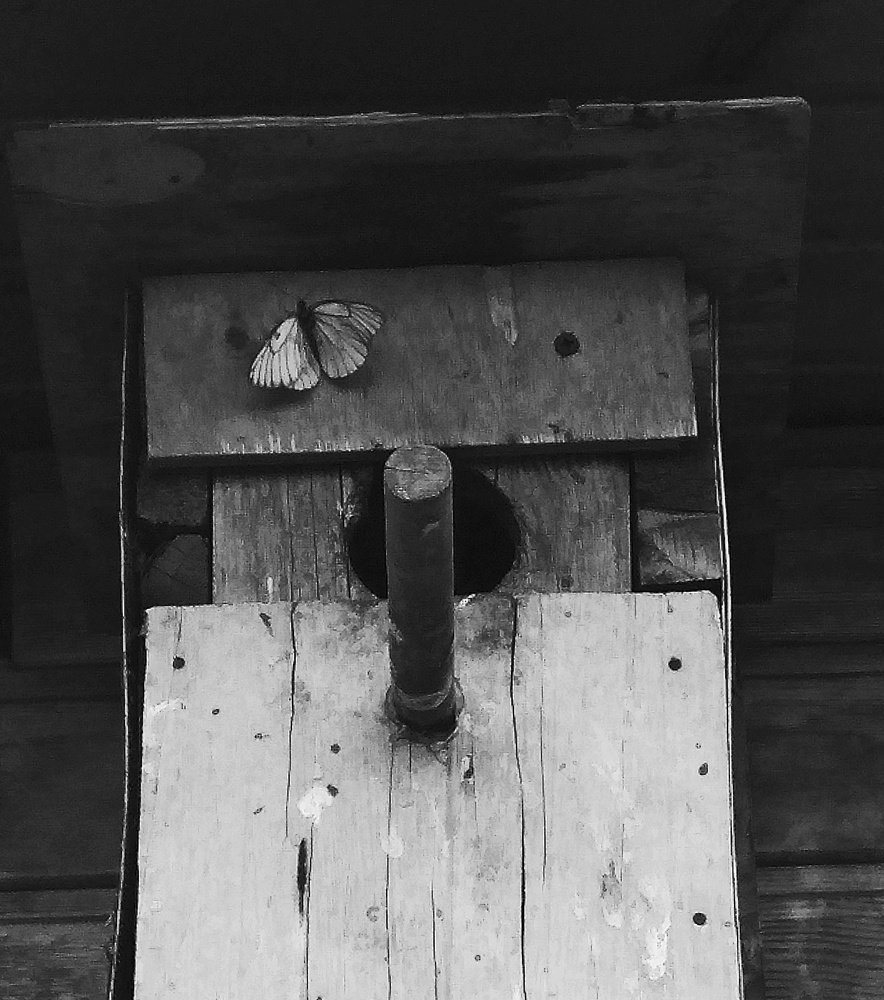 THE MADNESS OF THE BRAVE