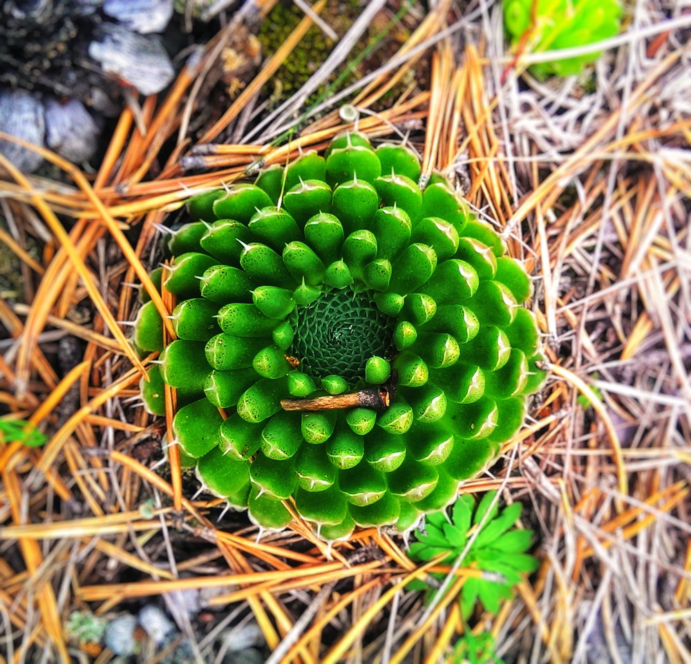 Rabbit cabbage.