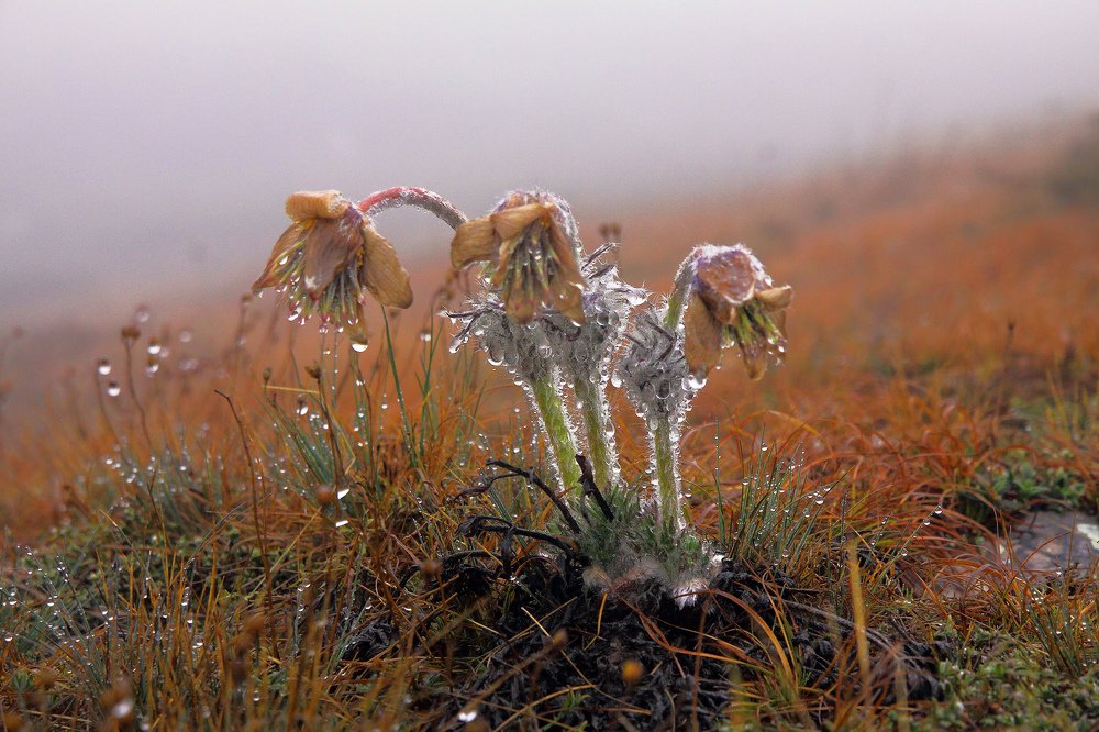 Прострел Крымский