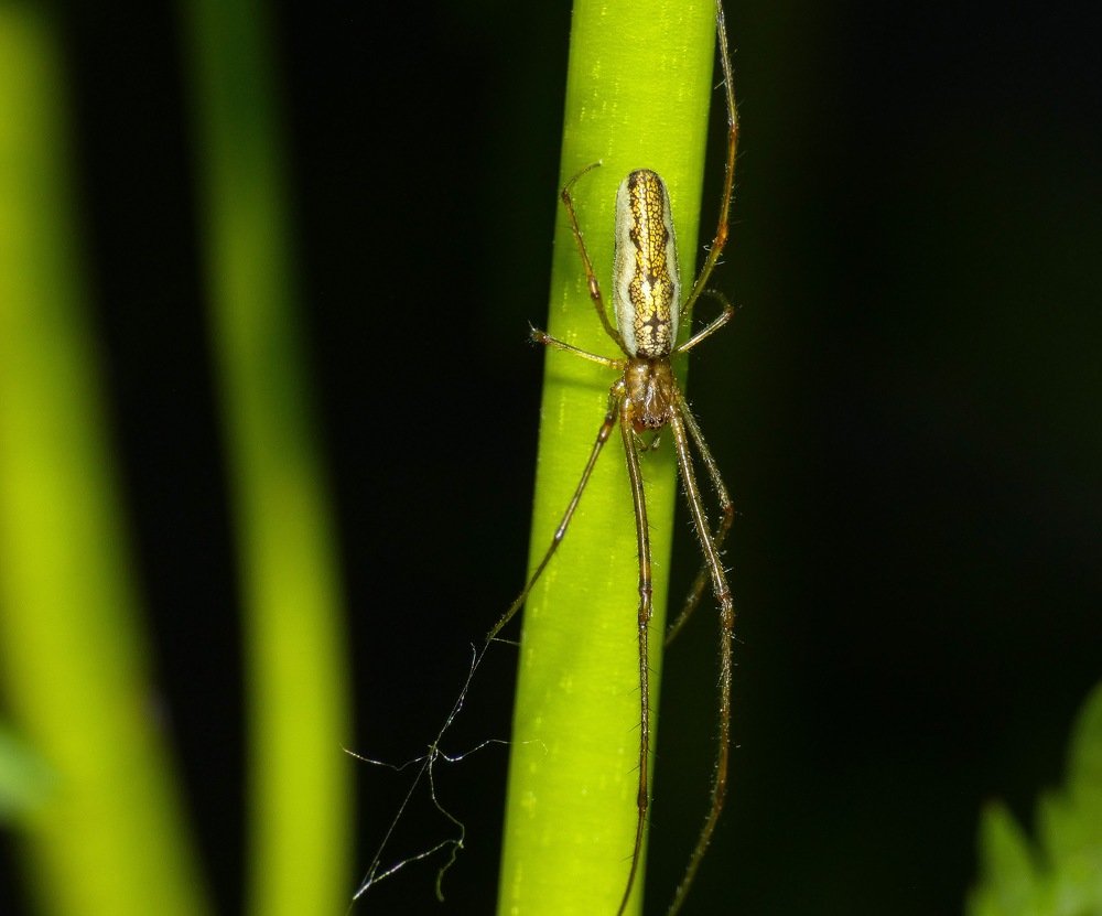 Паук вязальщик