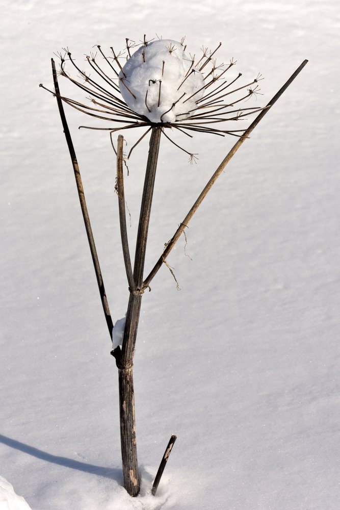 Снежный одуванчик