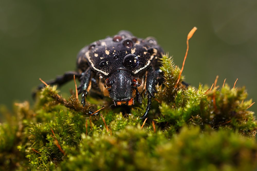 Красавчик:)