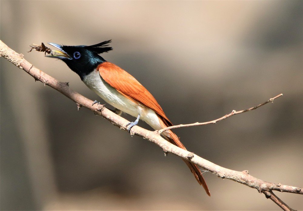 The Indian paradise flycatcher