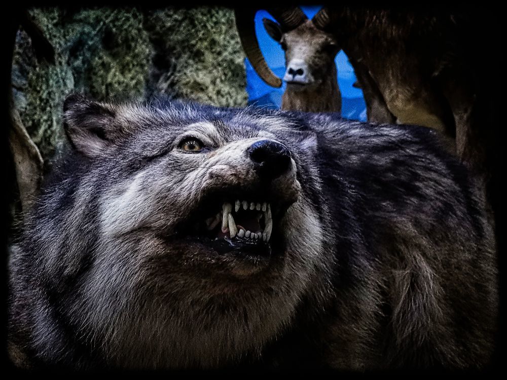 Farkas fej - HDR - ON1 - SL