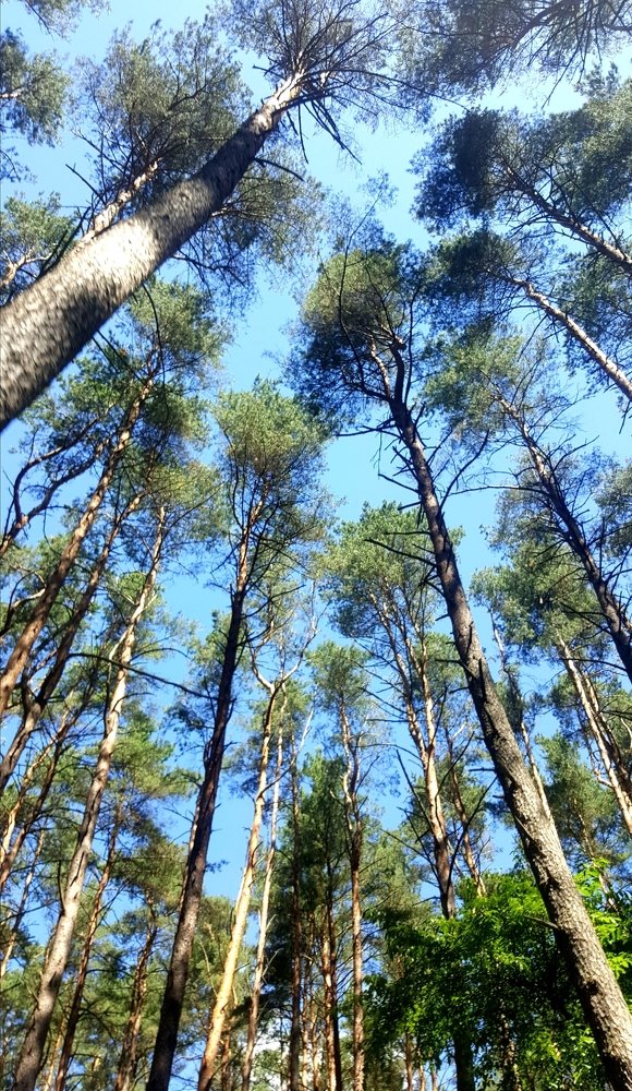 Dancing pine trees