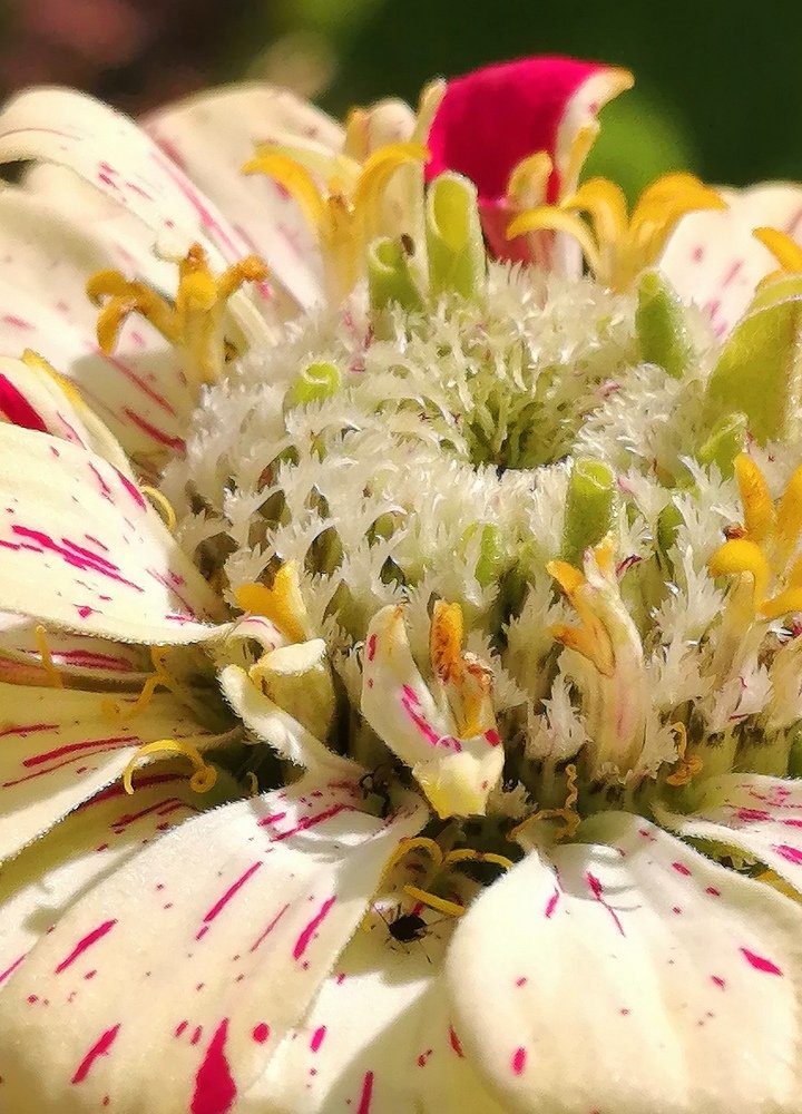 Цветы в цветке