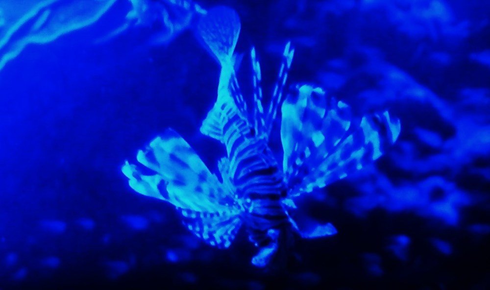 Морское чудо.