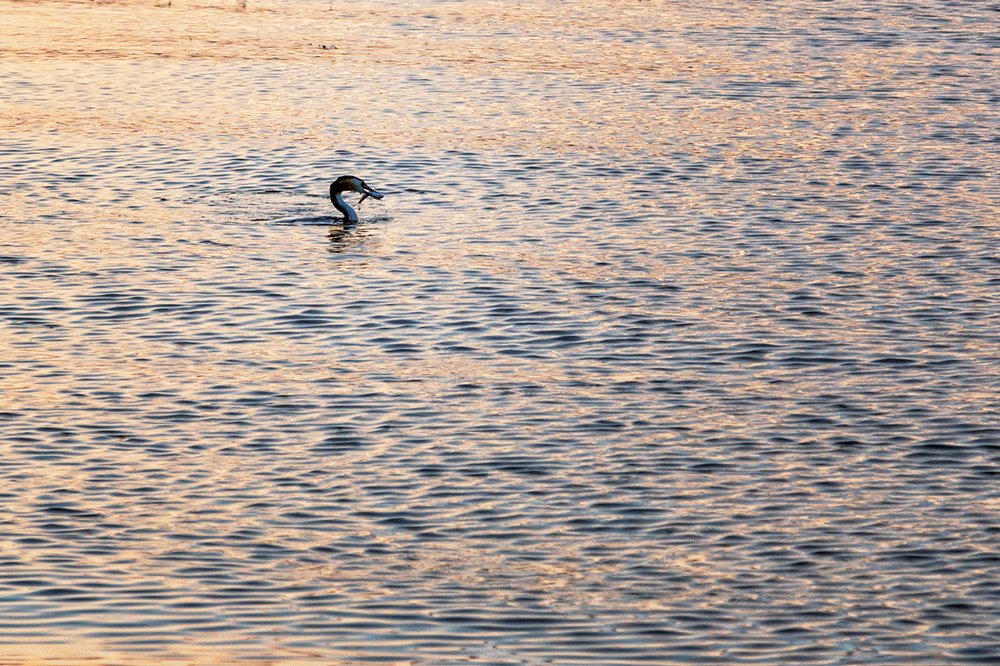 Фотография автора Леонид Никитин