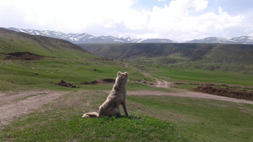 animals and nature