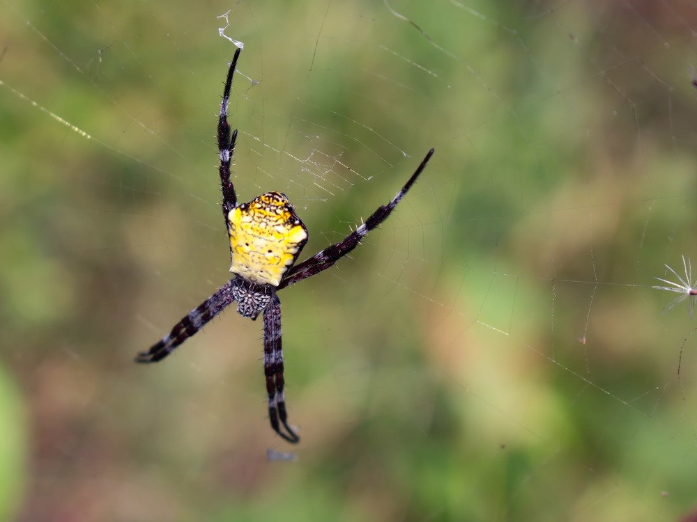 Banana Spider