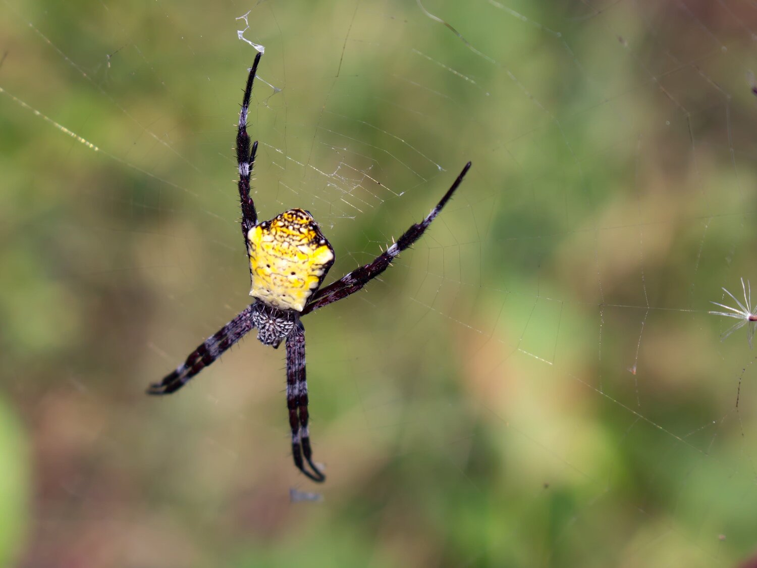 Banana Spider