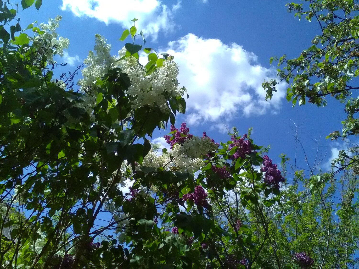 Сирень в мае .